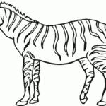 Free Printable Zebra Coloring Pages For Kids