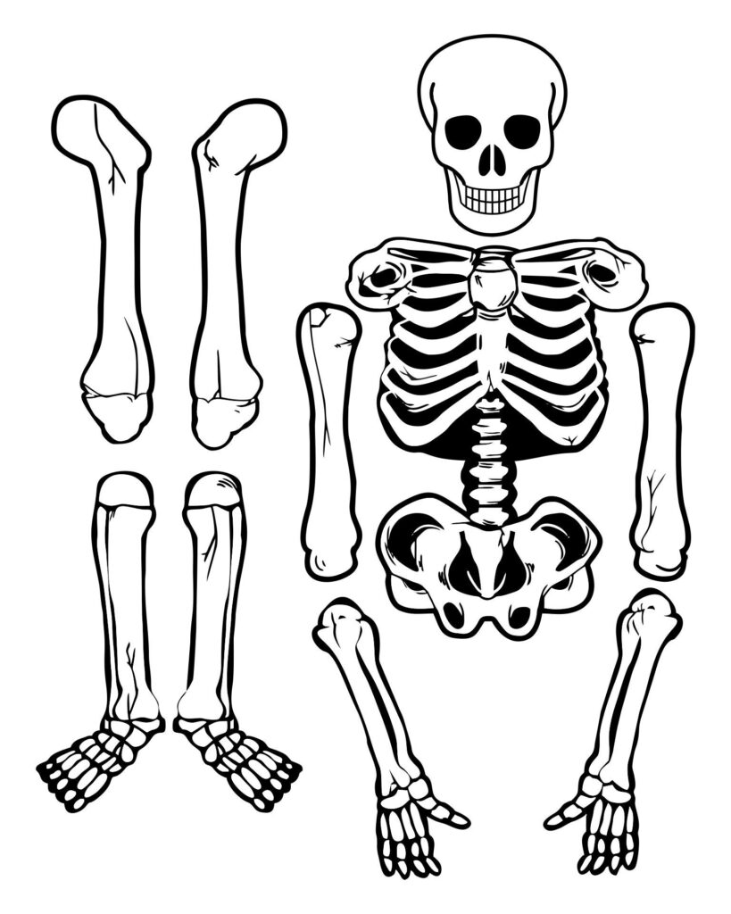 Free Printable Skeleton Template Cut Out