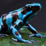 Poison Dart Frog