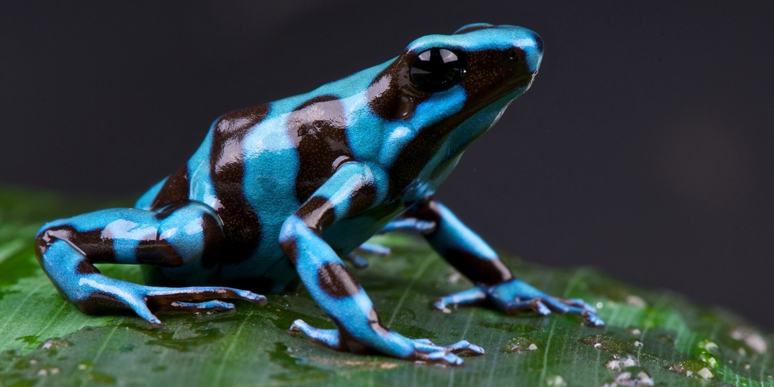 Poison Dart Frog