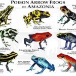 Poison Dart Frogs Of Amazonia Poster Print SIGNED BY ARTIST Etsy UK