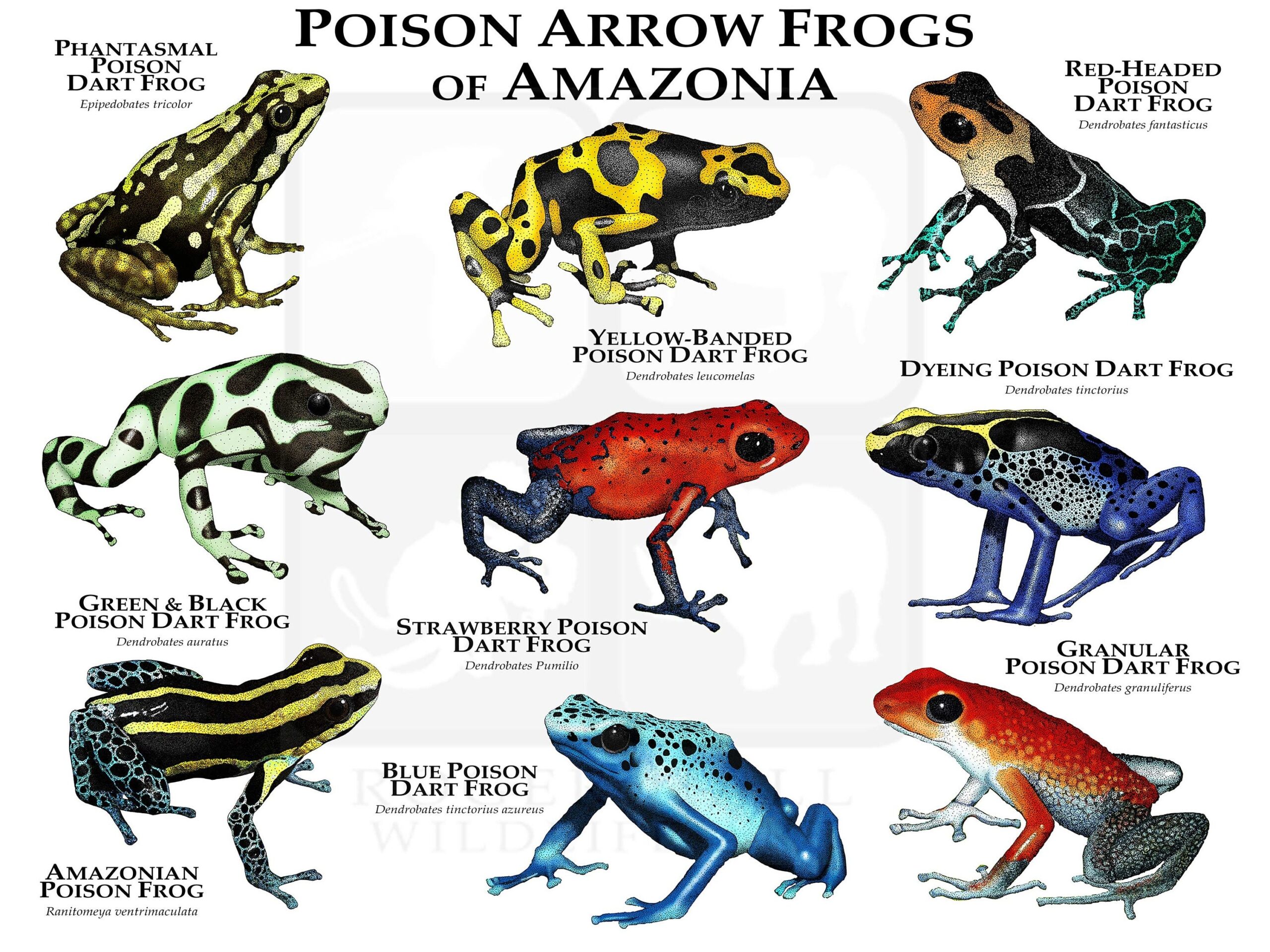 Poison Dart Frogs Of Amazonia Poster Print SIGNED BY ARTIST Etsy UK